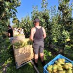 Goed nieuws op de perenplukdag 🍐